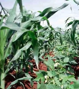 Environmental Education Training and Development Practice